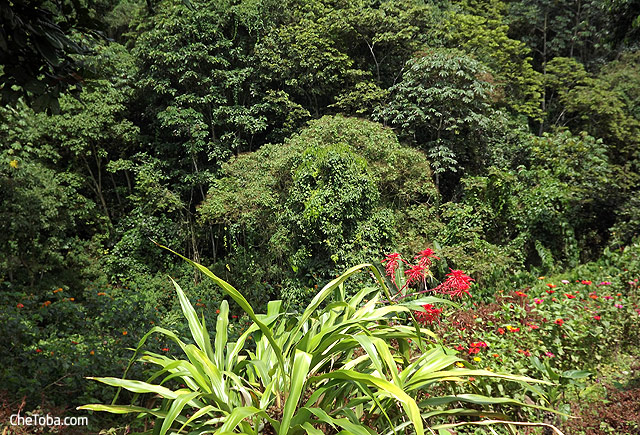 Jardín Botánico Calarcá