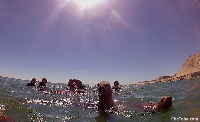 nadar con lobos marinos Argentina