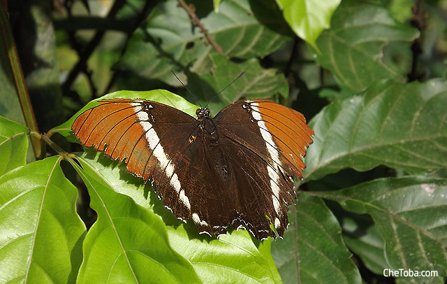 Mariposa marrón Colombia