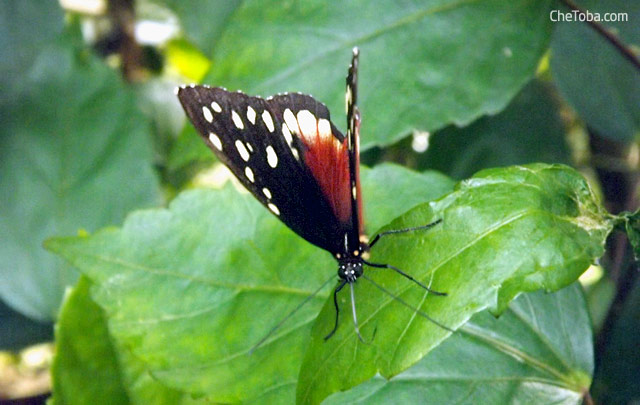 Mariposa Colombia