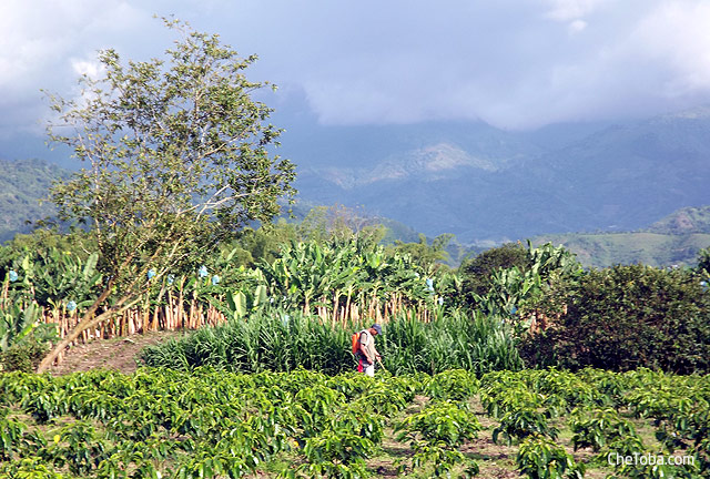 Plantaciones fica cafetera Colombia