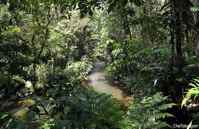 Amazonia Puyo Ecuador