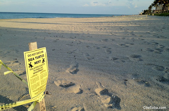 Tortugas en Hollywood beach